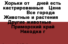   Хорьки от 35 дней есть кастрированные › Цена ­ 2 000 - Все города Животные и растения » Другие животные   . Приморский край,Находка г.